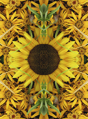 Tina's Sunflower